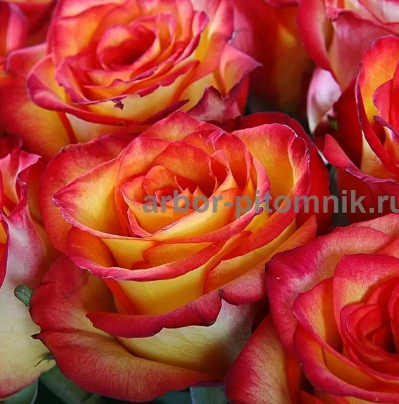 Саженцы роз из питомника с доставкой по Москве,  розы в горшках 10