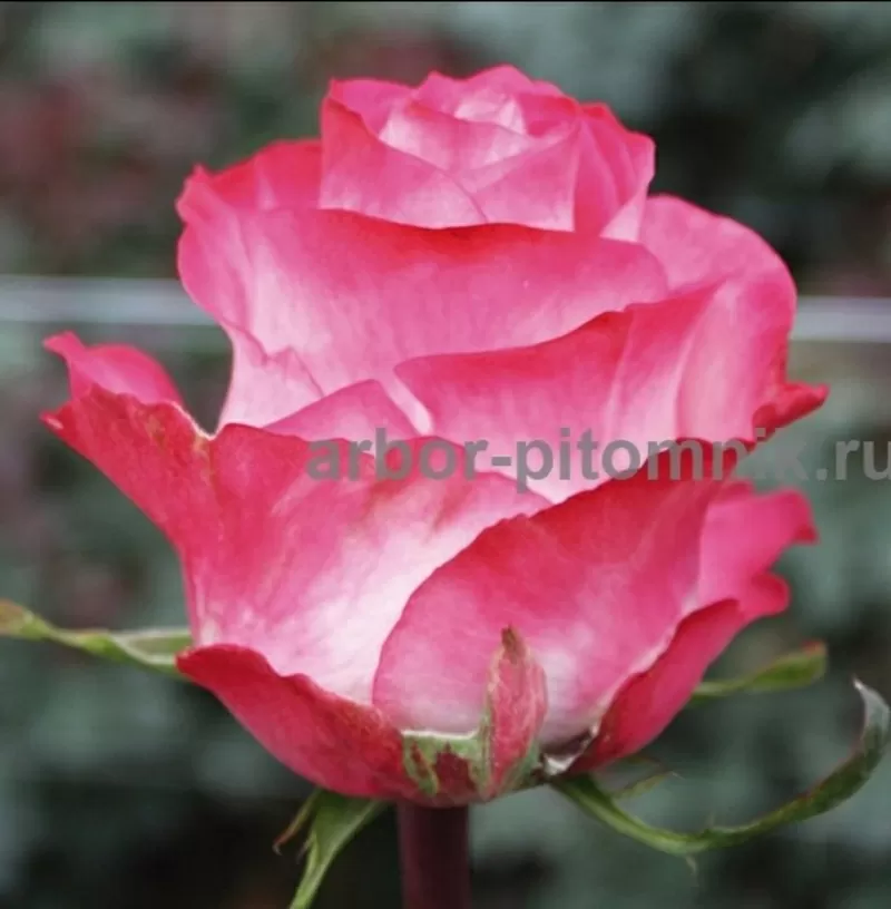 Саженцы роз из питомника с доставкой по Москве,  розы в горшках 9