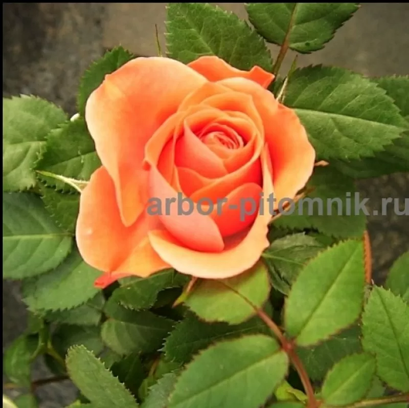 Саженцы роз из питомника с доставкой по Москве,  розы в горшках 2
