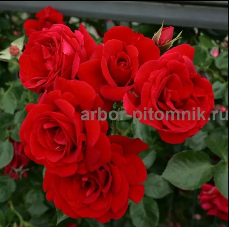Саженцы роз из питомника с доставкой по Москве,  розы в горшках 8