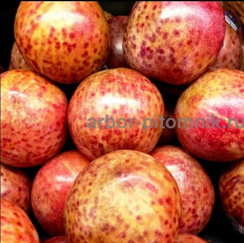Саженцы абрикосов из питомника с доставкой,  каталог с низкими ценами в 10