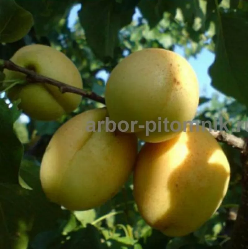 Саженцы абрикосов из питомника с доставкой,  каталог с низкими ценами в 2