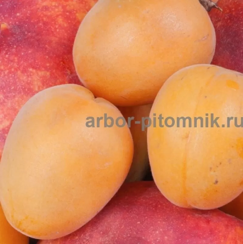 Саженцы абрикосов из питомника с доставкой,  каталог с низкими ценами в 4