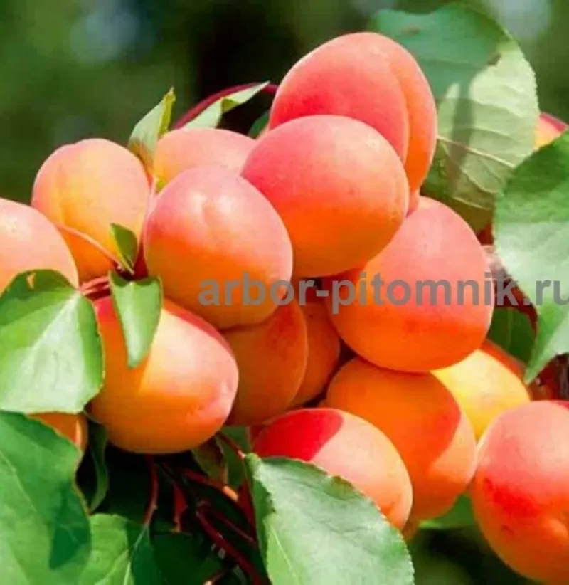 Саженцы абрикосов из питомника с доставкой,  каталог с низкими ценами в 3