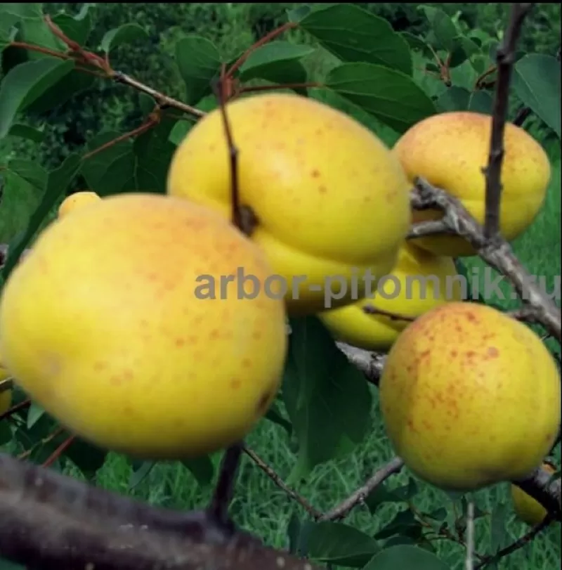 Саженцы абрикосов из питомника с доставкой,  каталог с низкими ценами в 5