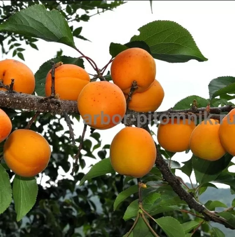 Саженцы абрикосов из питомника с доставкой,  каталог с низкими ценами в 6