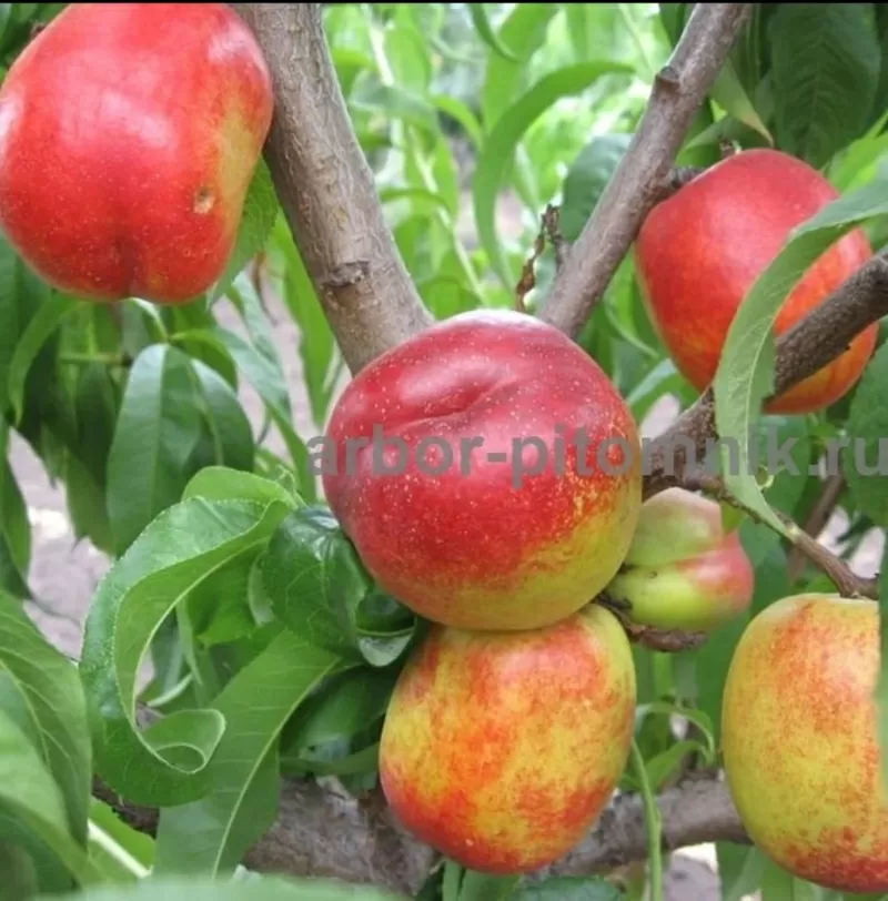 Плодовые деревья и плодовые крупномеры (большемеры) взрослые деревья из питомника 9