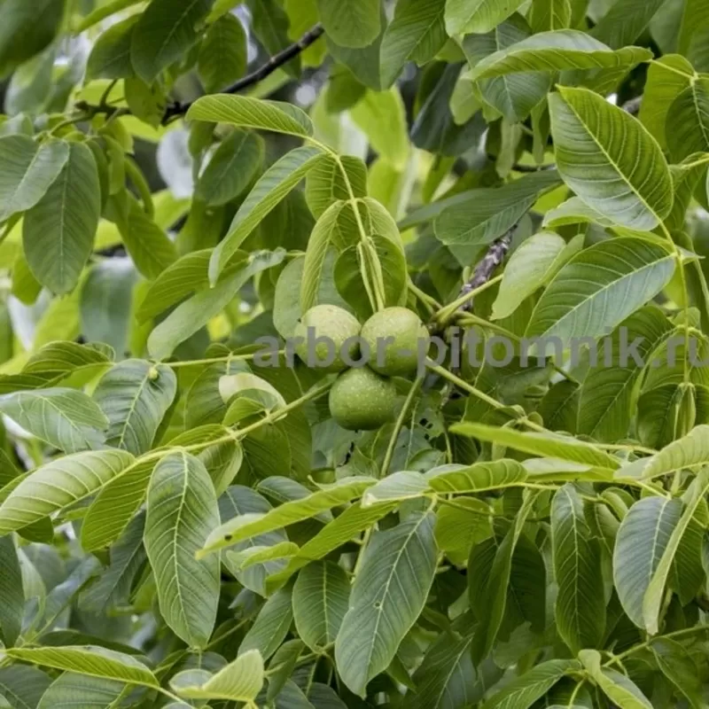 Плодовые деревья и плодовые крупномеры (большемеры) взрослые деревья из питомника 10