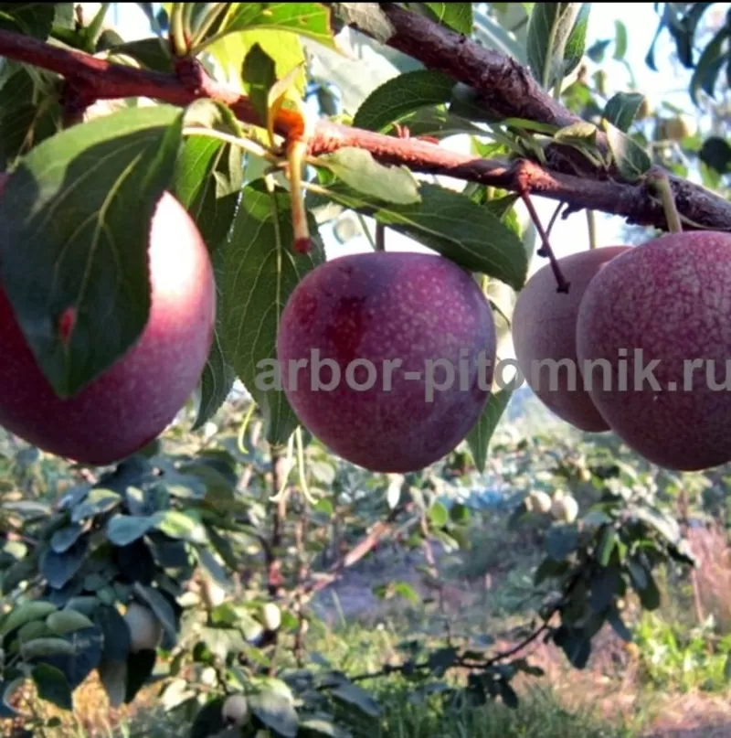 Плодовые деревья и плодовые крупномеры (большемеры) взрослые деревья из питомника 3