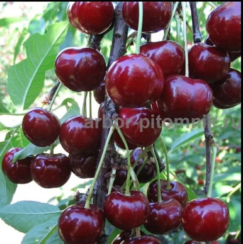 Плодовые деревья и плодовые крупномеры (большемеры) взрослые деревья из питомника 8