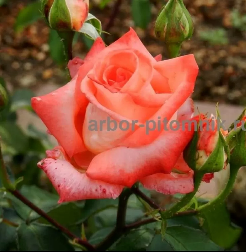 Саженцы кустовых роз из питомника,  каталог роз в большом ассортименте  8