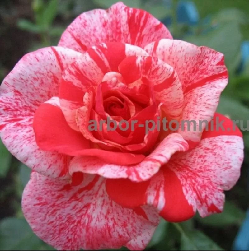 Саженцы кустовых роз из питомника,  каталог роз в большом ассортименте  9