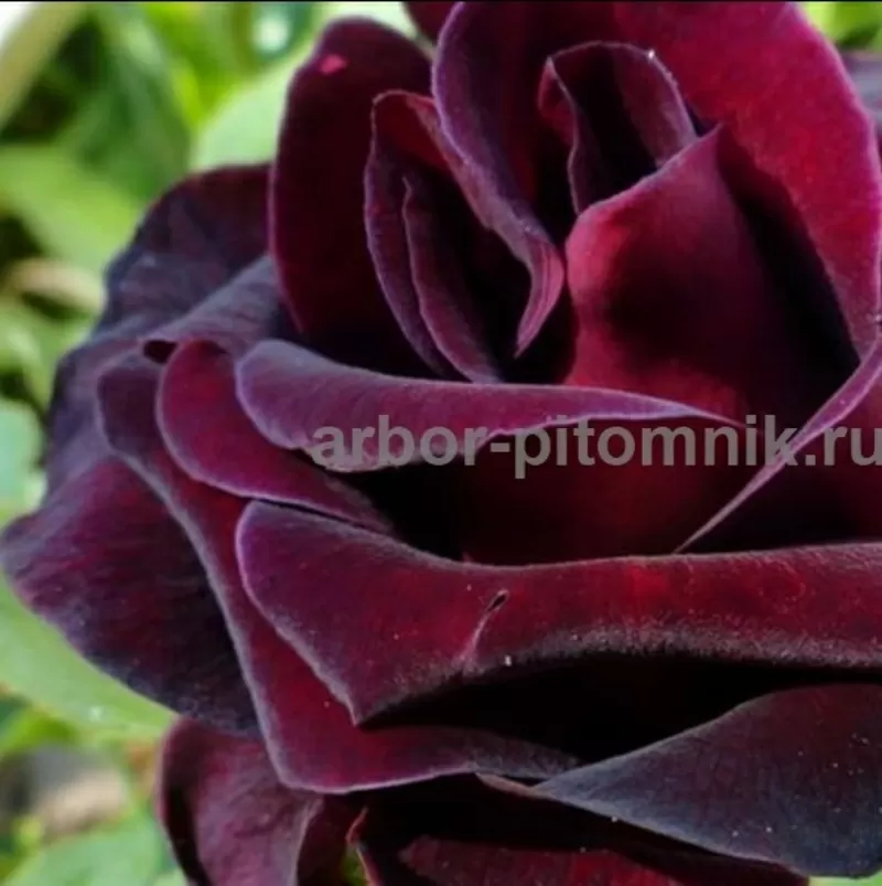 Саженцы кустовых роз из питомника,  каталог роз в большом ассортименте  10