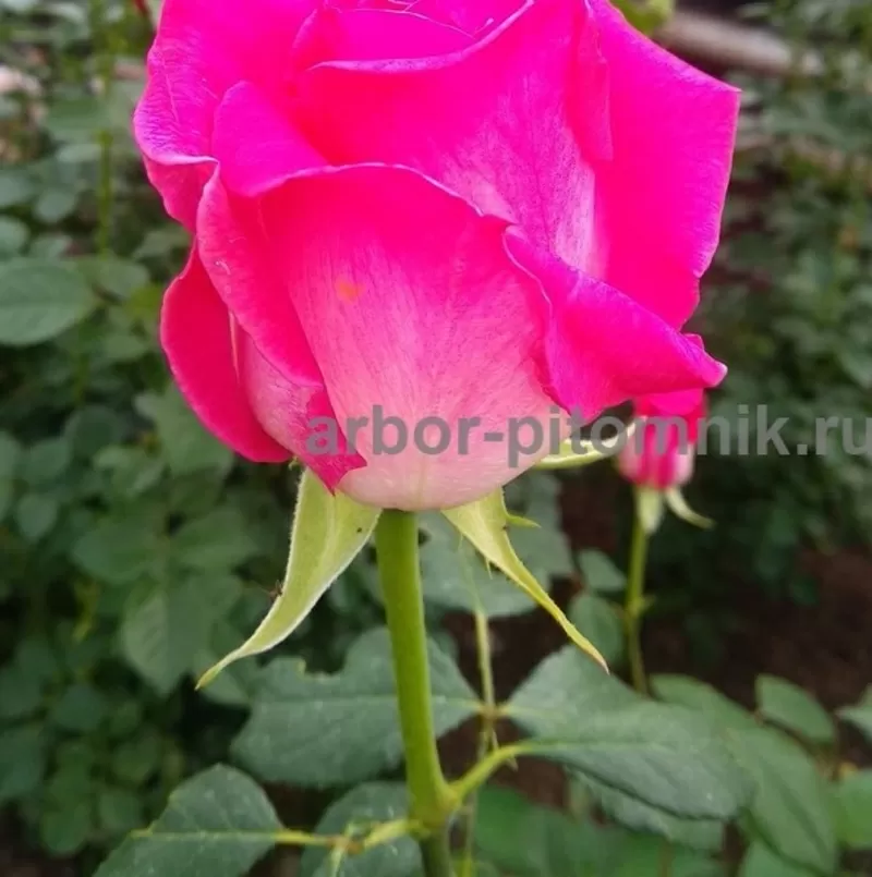Саженцы кустовых роз из питомника,  каталог роз в большом ассортименте  2