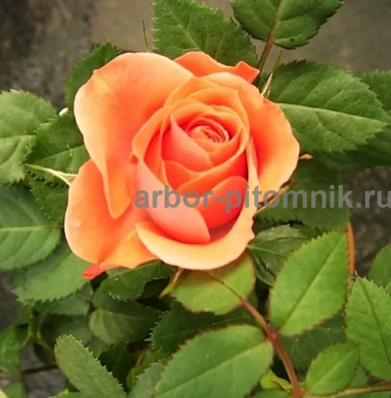 Саженцы кустовых роз из питомника,  каталог роз в большом ассортименте  4
