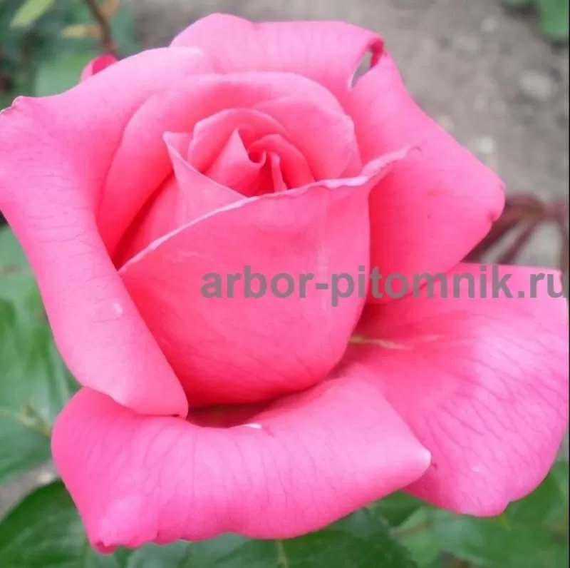 Саженцы кустовых роз из питомника,  каталог роз в большом ассортименте  3