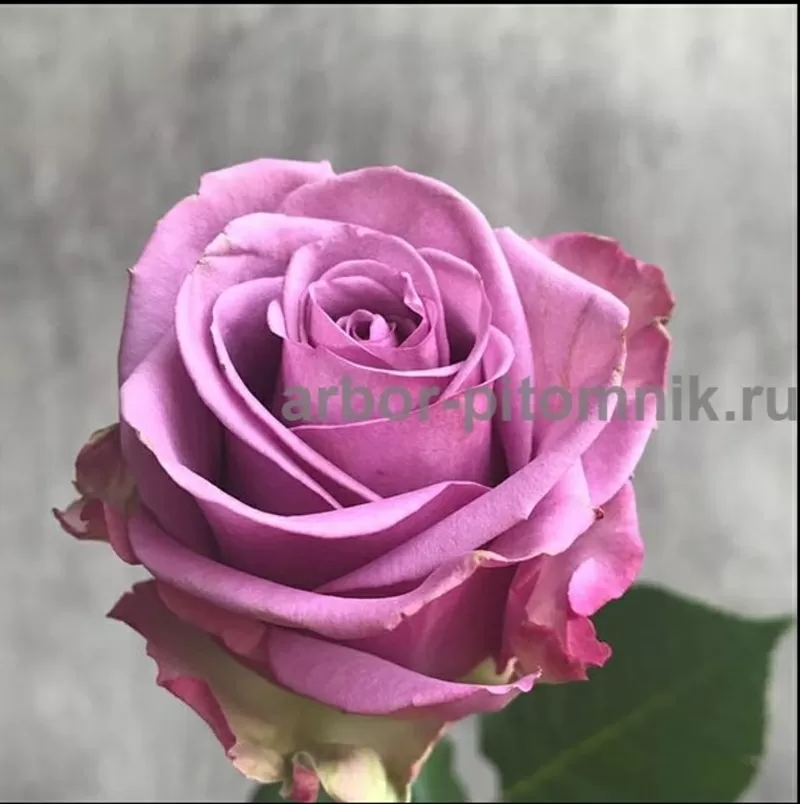 Саженцы кустовых роз из питомника,  каталог роз в большом ассортименте  5