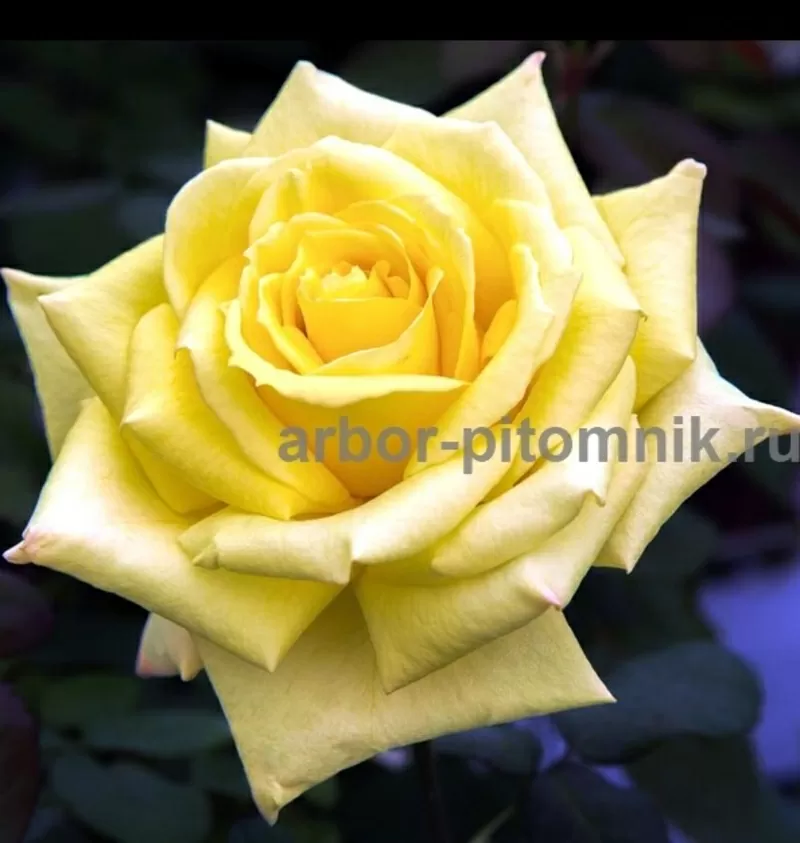 Саженцы кустовых роз из питомника,  каталог роз в большом ассортименте  7