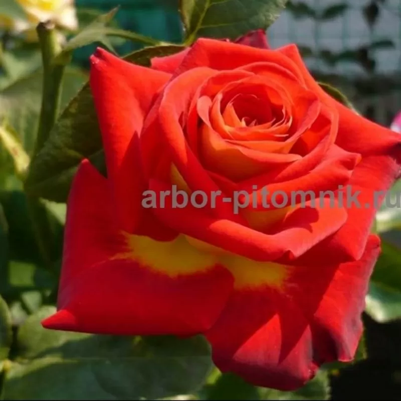 Саженцы кустовых роз из питомника,  каталог роз в большом ассортименте  6