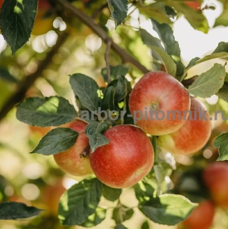 Крупномеры яблонь,  саженцы яблони и плодовых деревьев в Москве и Подмо 10