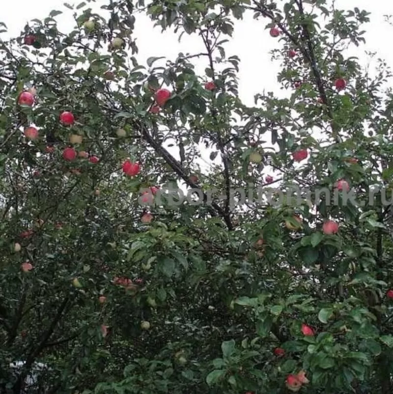 Крупномеры яблонь,  саженцы яблони и плодовых деревьев в Москве и Подмо 6