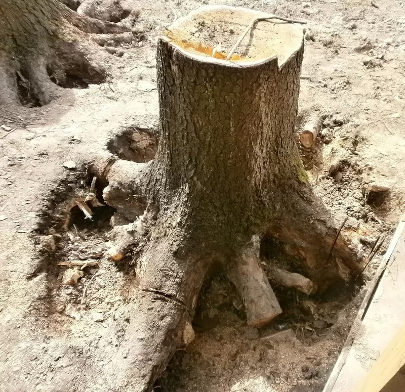 Убрать дерево с участка (вырубка) и выкорчевывание и дробление пней 2