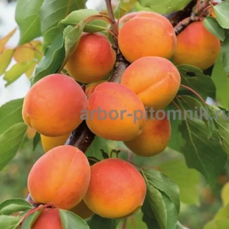 Плодовые деревья и плодовые крупномеры (большемеры) взрослые деревья из питомника  5