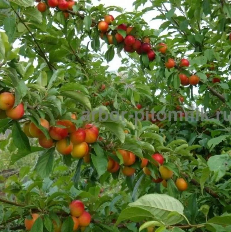 Плодовые деревья и плодовые крупномеры (большемеры) взрослые деревья из питомника  7