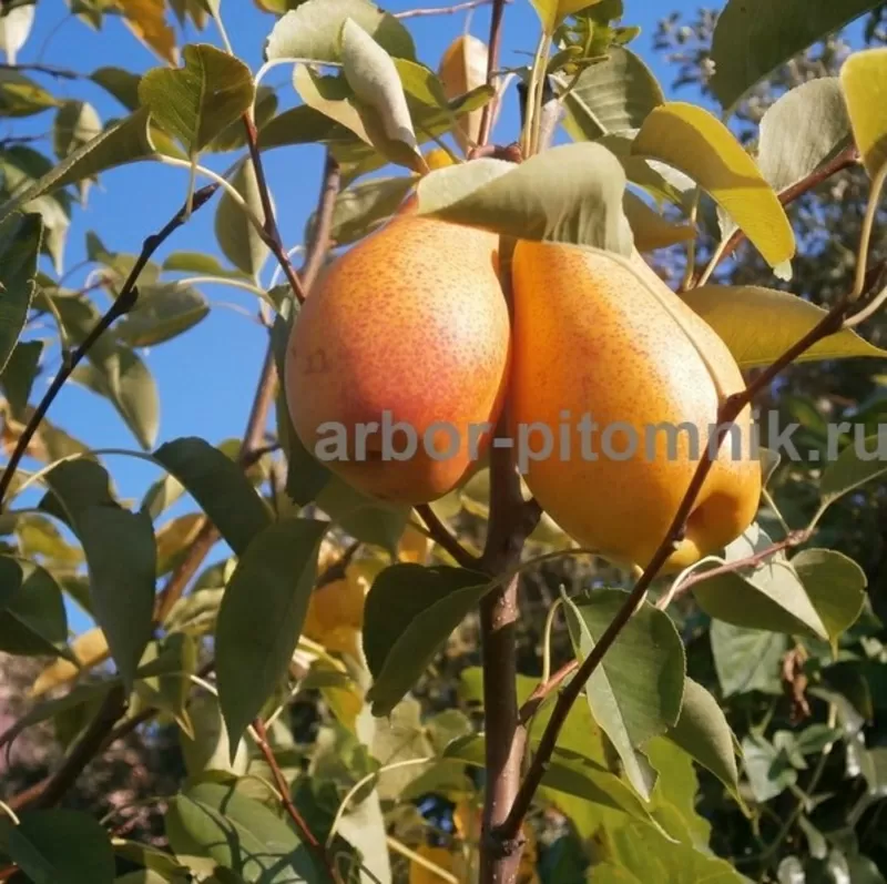 Плодовые деревья и плодовые крупномеры (большемеры) взрослые деревья из питомника  9