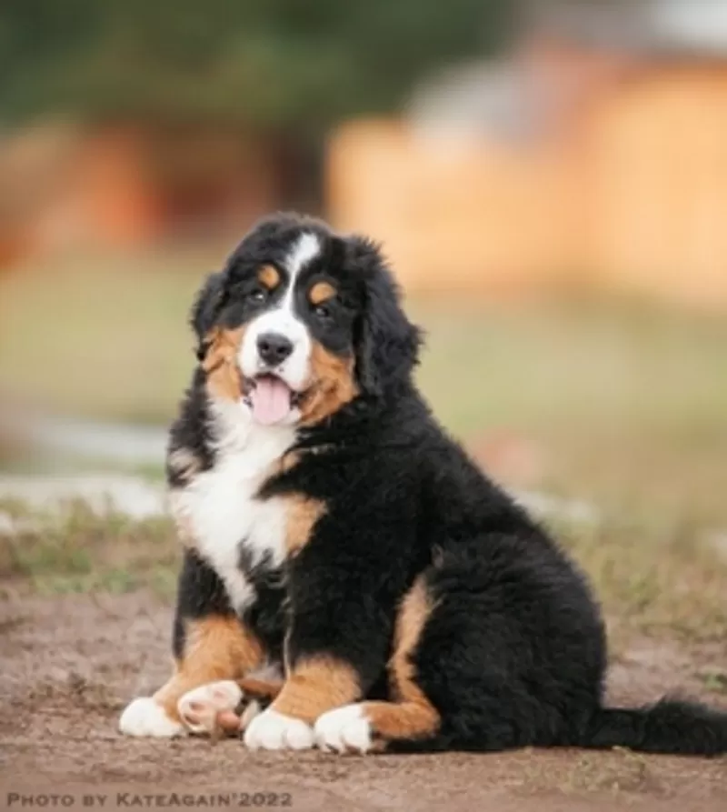 Bernese Mountain Dog 3