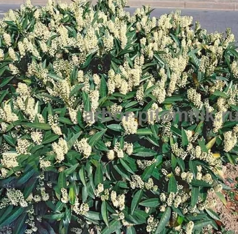 Сакура (вишня японская декоративная) в горшках для посадки купить  5
